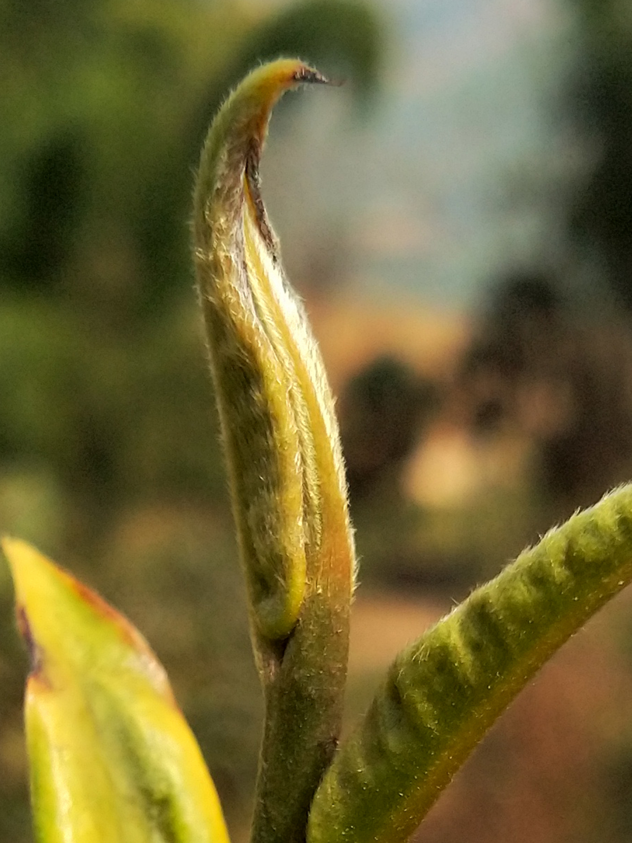 今年的普洱茶小芽头细嫩肥厚,茶茸浓密,看着它就想喝茶了
