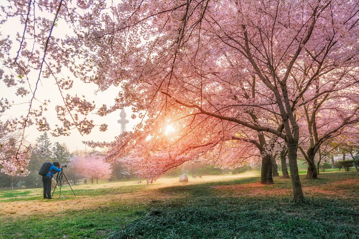 小园新种红樱树,闲绕花行便当游