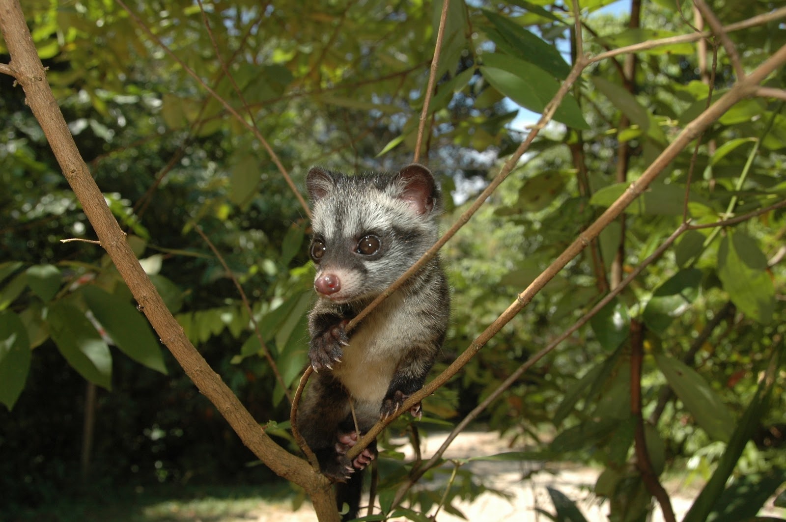 对斑香狸你了解多少?我猜这些你不知道