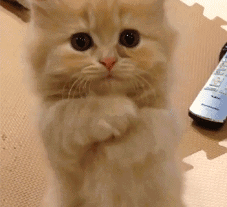 壁纸 动物 猫 猫咪 小猫 桌面 330_300 gif 动态图 动图