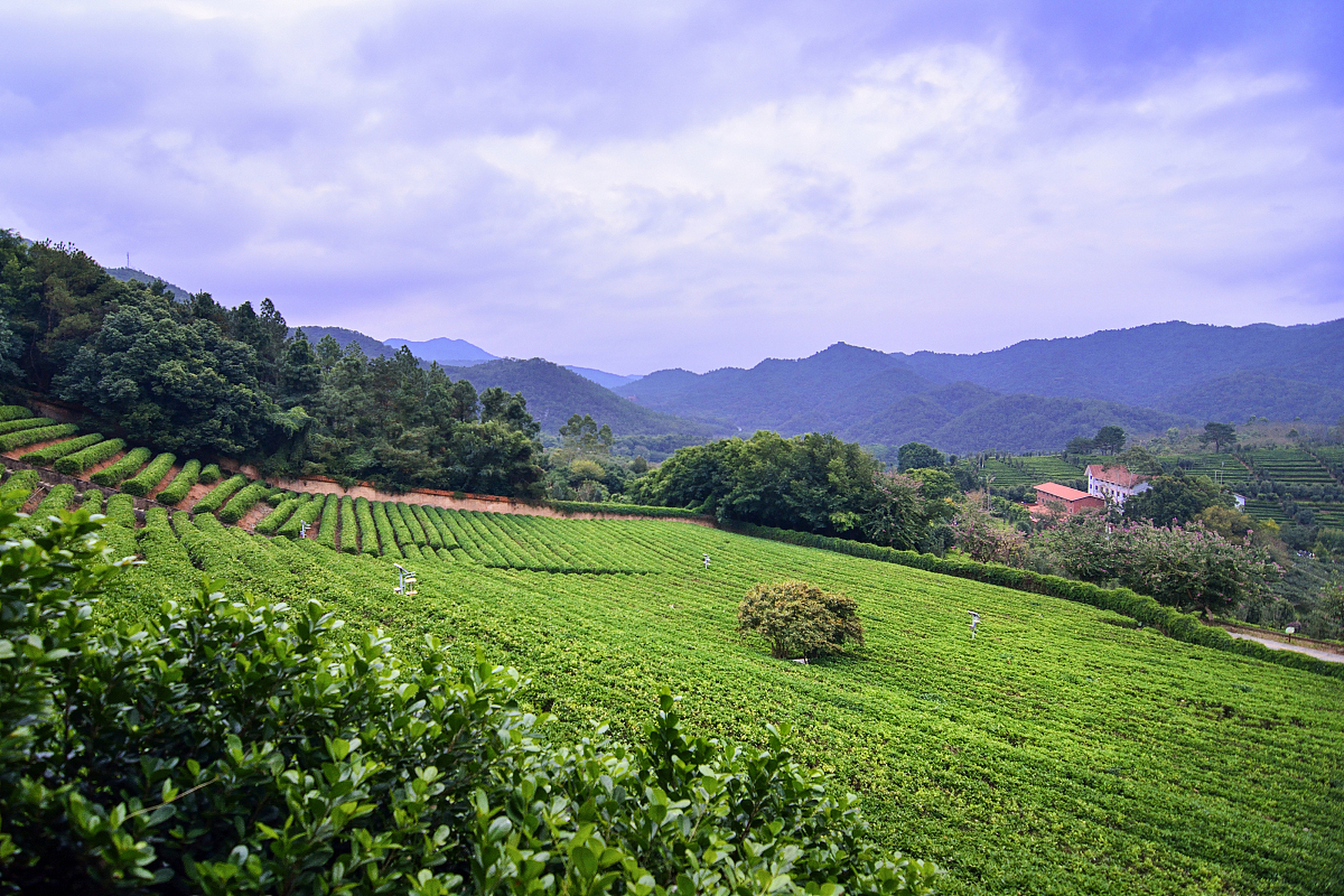 梅州雁南飞茶田度假村:与茶香共舞,感受诗意人生  亲爱的朋友们,今天