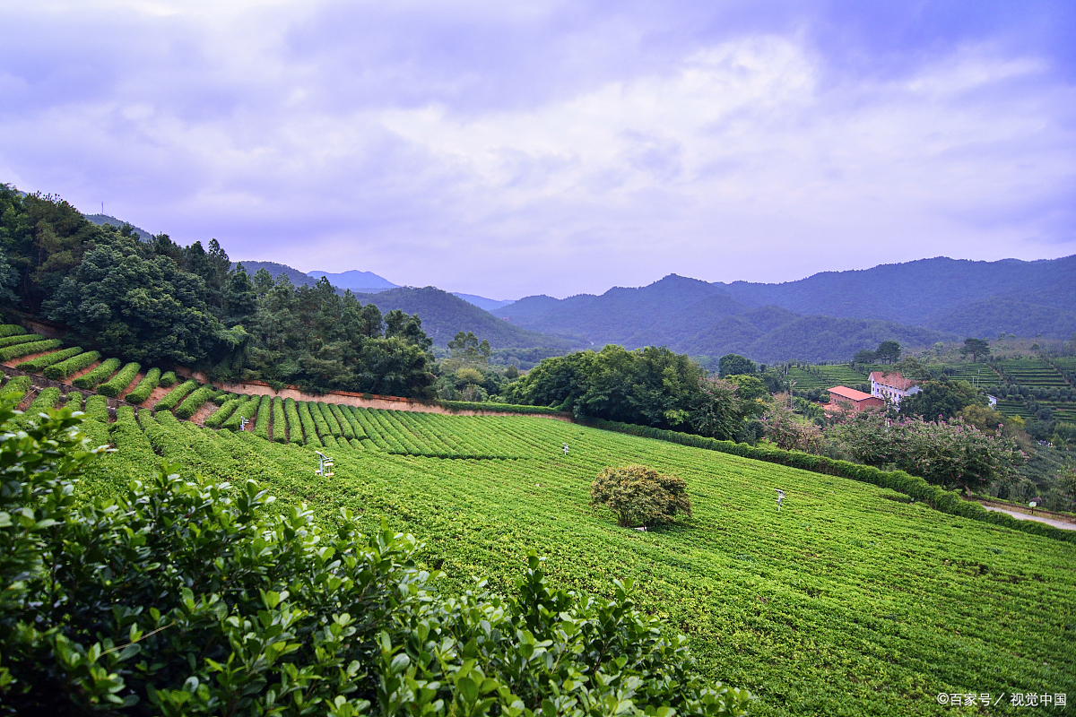 梅州茶园旅游区图片