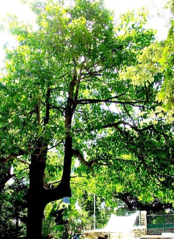 滇南新乌檀知识免费科普,看一看你了解多少?