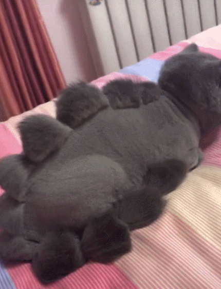 宠主给猫咪剪毛,结果它变成了"喵斯拉,猫:给你一个眼神!