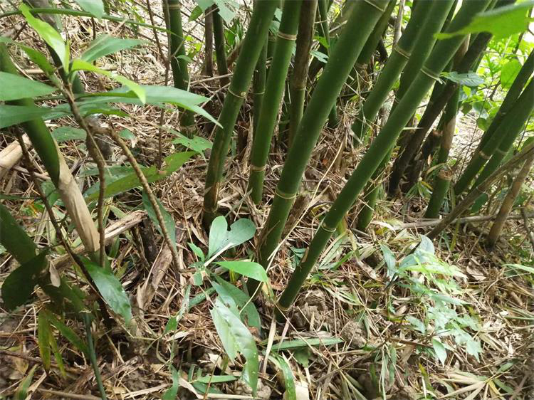 原因有三:首先,竹根泥,因为有竹叶,竹笋壳,竹枝以及其他的一些树叶在