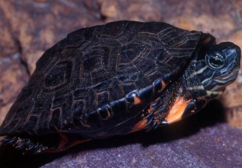 小霜爬宠社:珍贵的黑颈乌龟,有着一双大眼睛