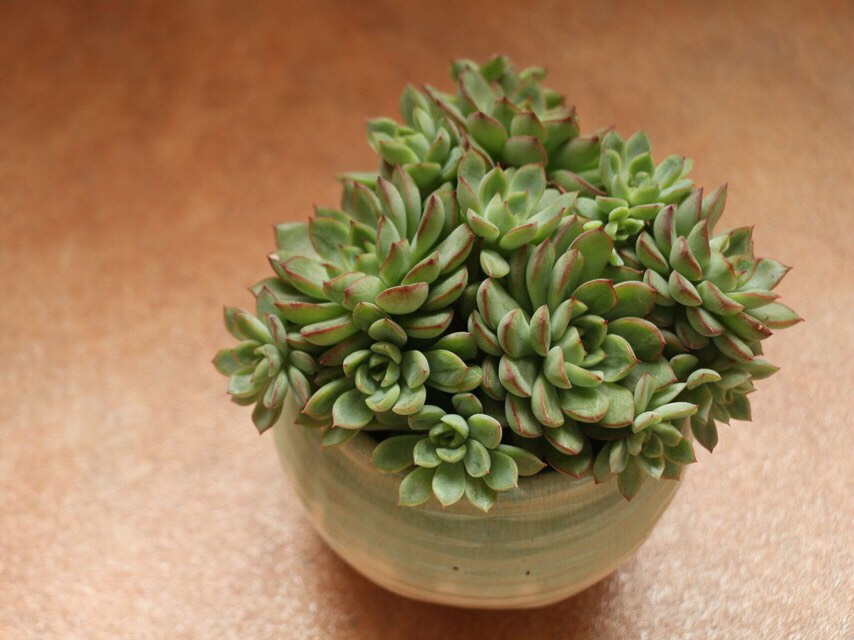 女雏多肉,公认的爆盆专业户,轻轻松松长满盆,新手也能养得很好