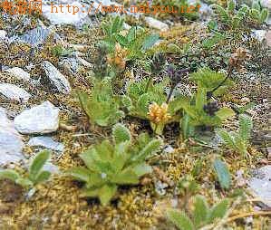 農村高山上的這種野草,以前都被除掉了,殊不知它有退熱的功效