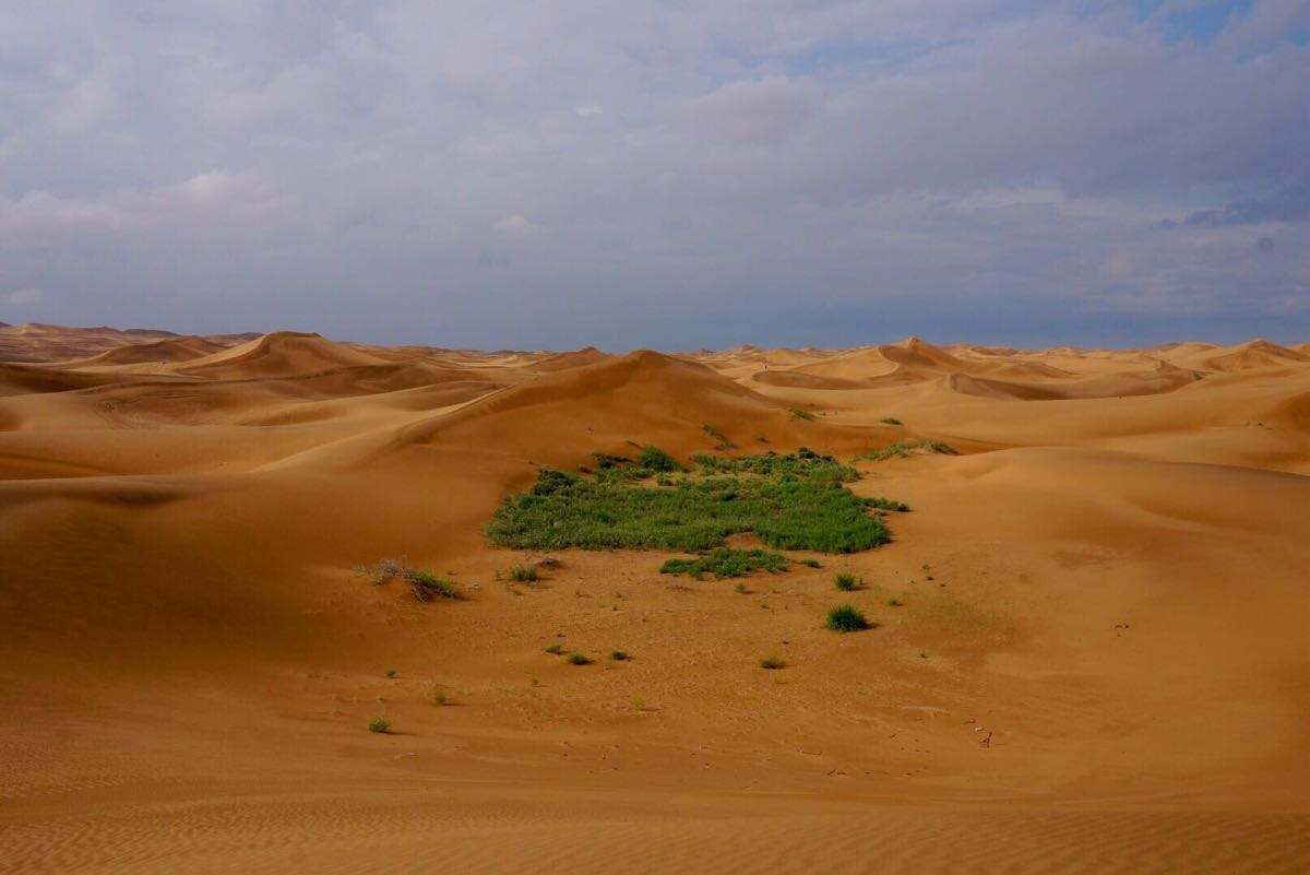 马云耗资打造,如今蚂蚁森林怎么样了?属实"不可思议"