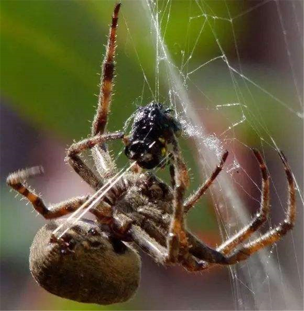 01蛛丝不是"吐"出来的,而是"拉"出来的