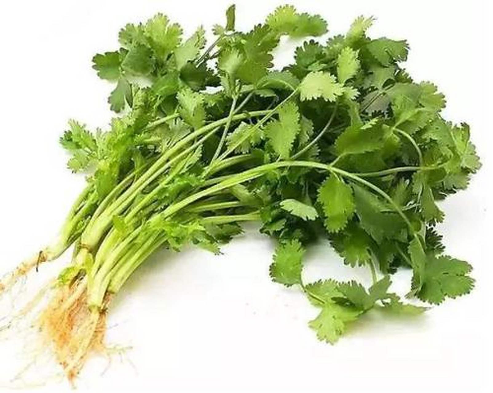 科普知识竞赛#芫荽,中药名.别名胡荽,香菜,香荽.