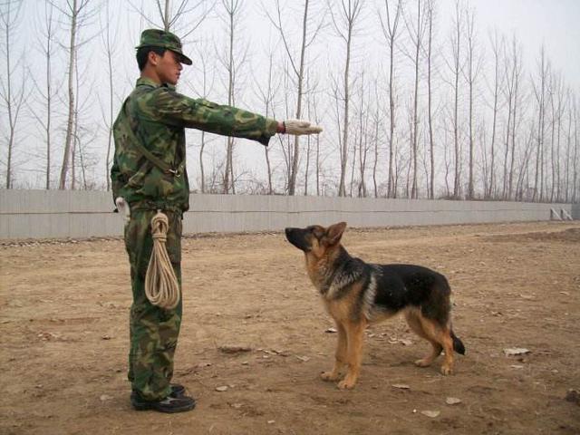 狗最怕三种手势图片