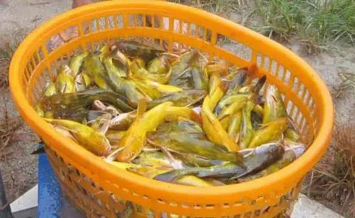 黄顙鱼变成"香蕉鱼"怎么办?——来龙昌动保找胆汁酸