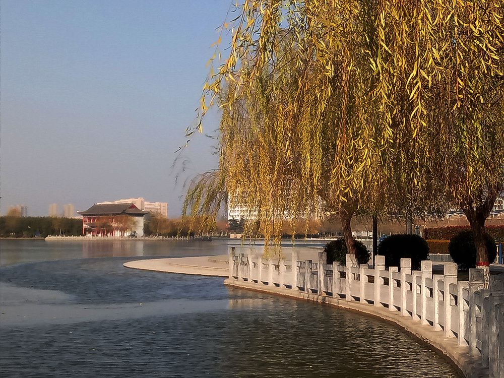 博爱县幸福湖公园冬韵(手机随拍)