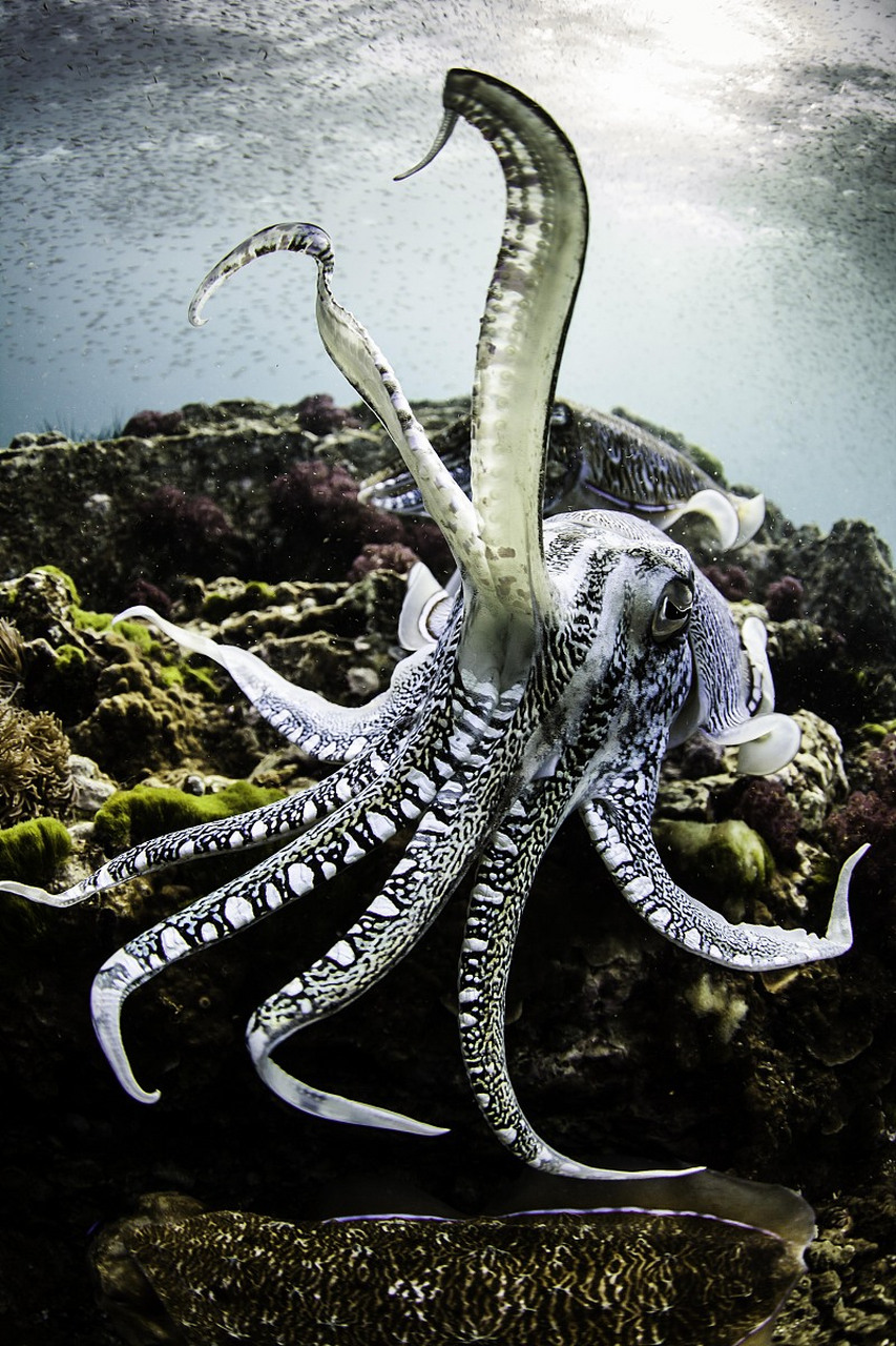 揭开大王乌贼的生态奥秘  大王乌贼(giant pacific octopus)是一种