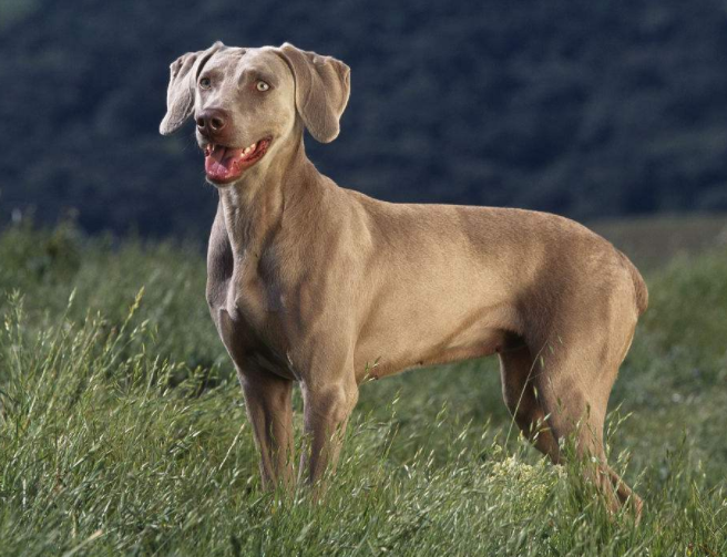 波音达犬的性格,波音达犬外表特征,波音达犬的饲养!