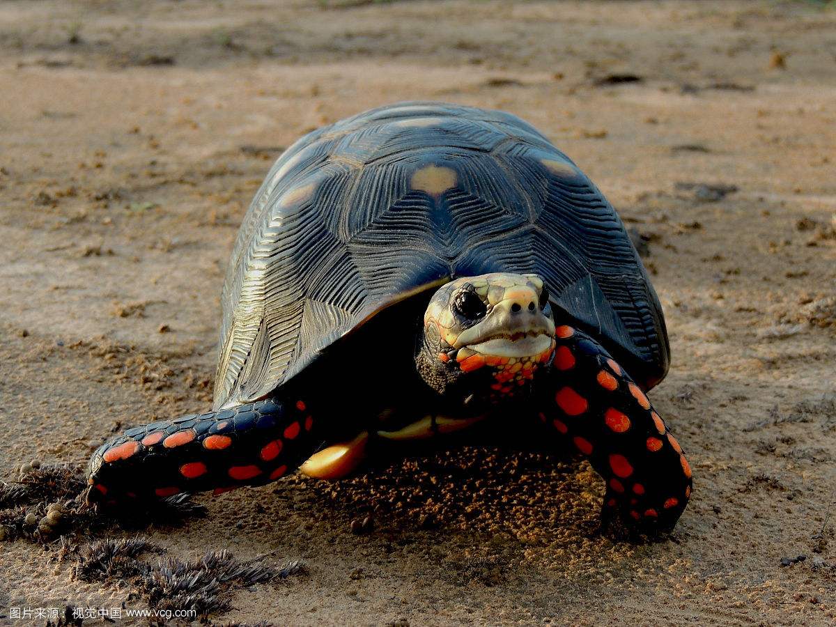 悄悄告诉你红腿陆龟的价值