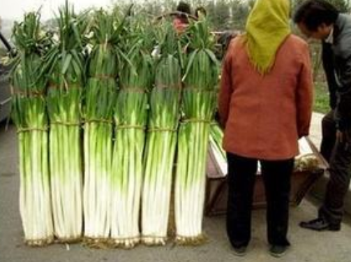 活了30年,头一次见到比人还高的"大葱",颠覆了我对大葱的认知