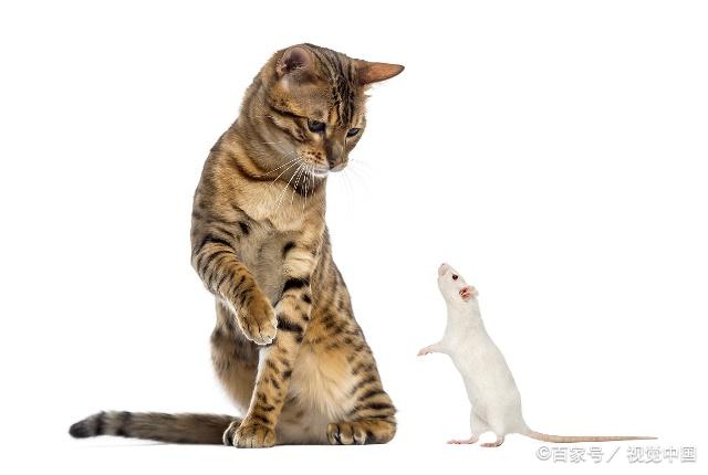猫喜欢捉老鼠吃,这是人尽皆知的事情 是为了一顿大餐吗?