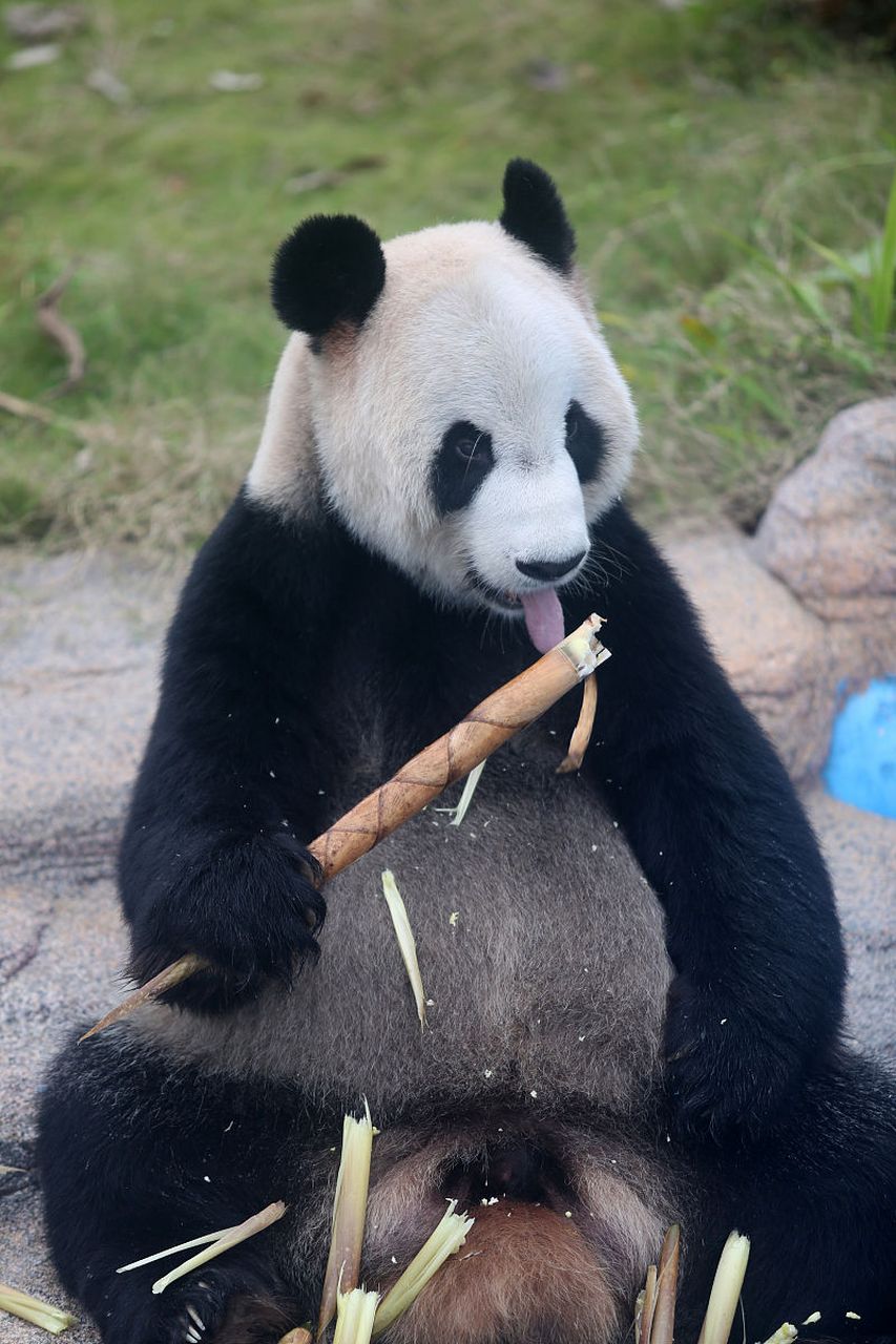 欢迎旅日大熊猫香香回家 2月21日,旅日大熊猫"香香"将从日本东京上野