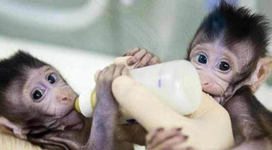克隆猴中中和华华在中国诞生!揭秘中华姐妹克隆经过,好神奇!