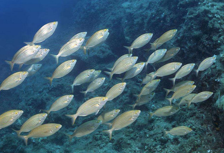 面試官:世界上哪裡的海不產魚?研究生回答