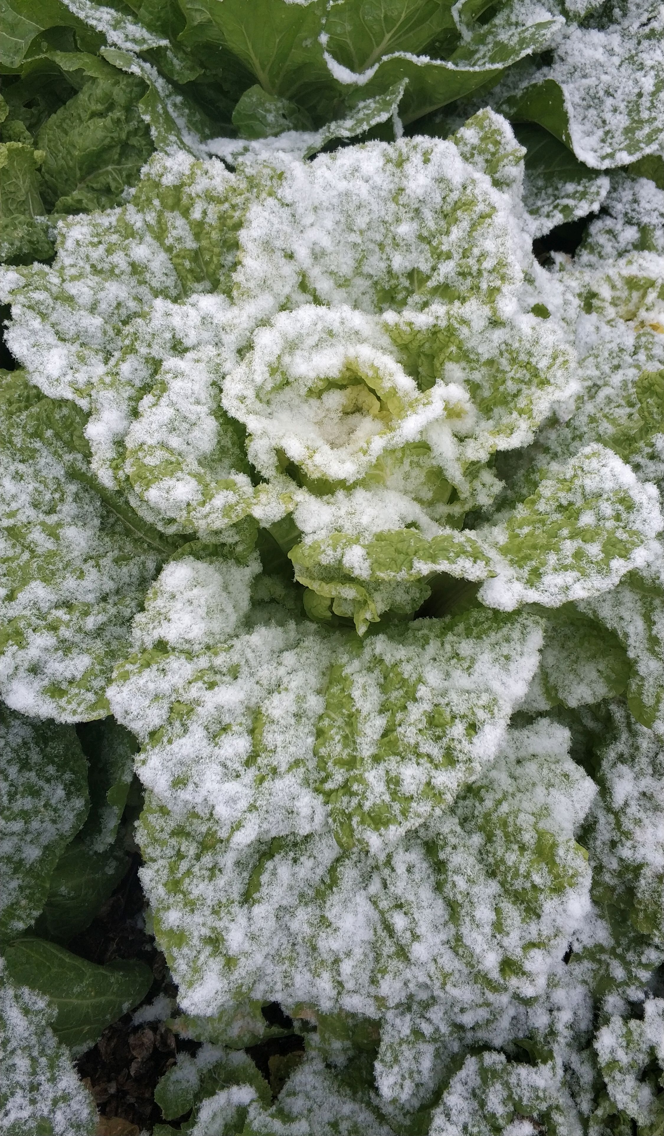 霜冻过的白菜特好吃