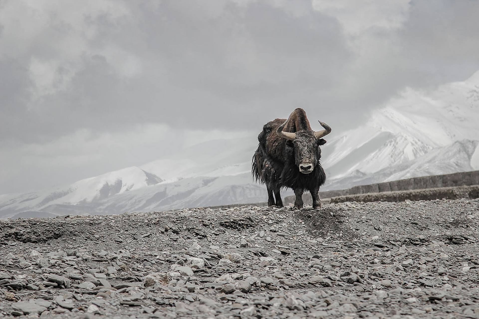 野牦牛:是哺乳纲,偶蹄目,牛科的动物,是青藏高原特有牛种之一.