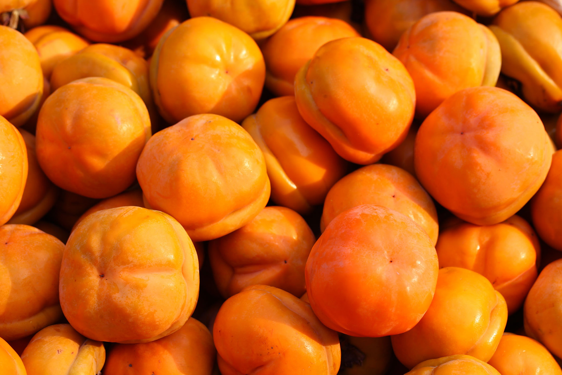 满城磨盘柿个大味甜,平均单果重250克,最大单果重610克.