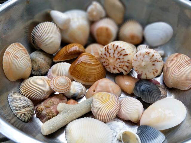 农村娃在三亚海边捡的海螺贝壳真漂亮,关注 转发 评论有机会得到