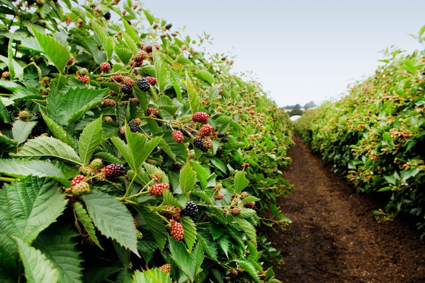 黑莓- 优质问答专区