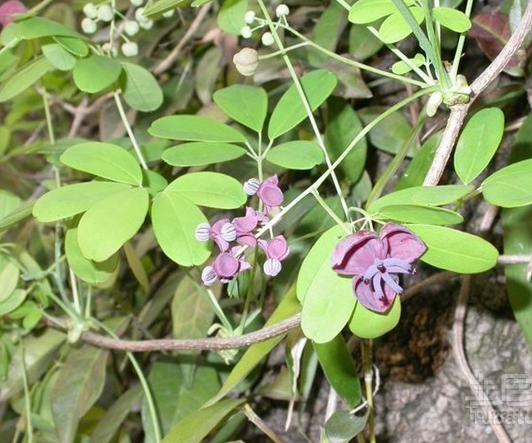 木通的药用价值较高,种植木通的技术有些麻烦,只要注意一定就行