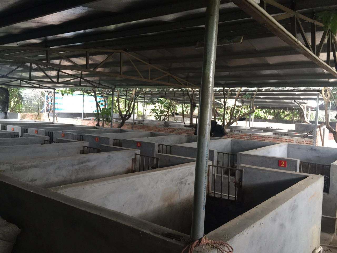 猪圈臭气熏天?好多方法都是治标不治本,到底是哪里出了问题?