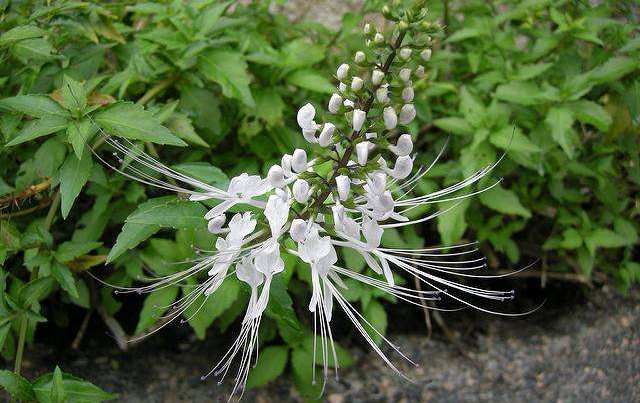 农村有一野草,俗称"肾草",如今很少见,碰见赶快挖回家