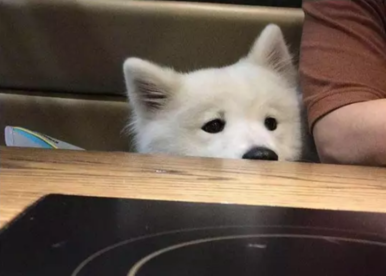 桌上有美食铲屎官却不给吃,萨摩耶满脸委屈:尝两口又不会胖