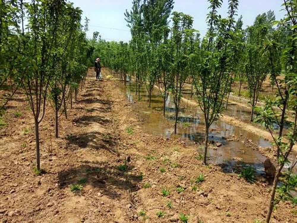 金蝉养殖慢慢兴起,这种养殖靠谱吗?听听养殖户怎么说