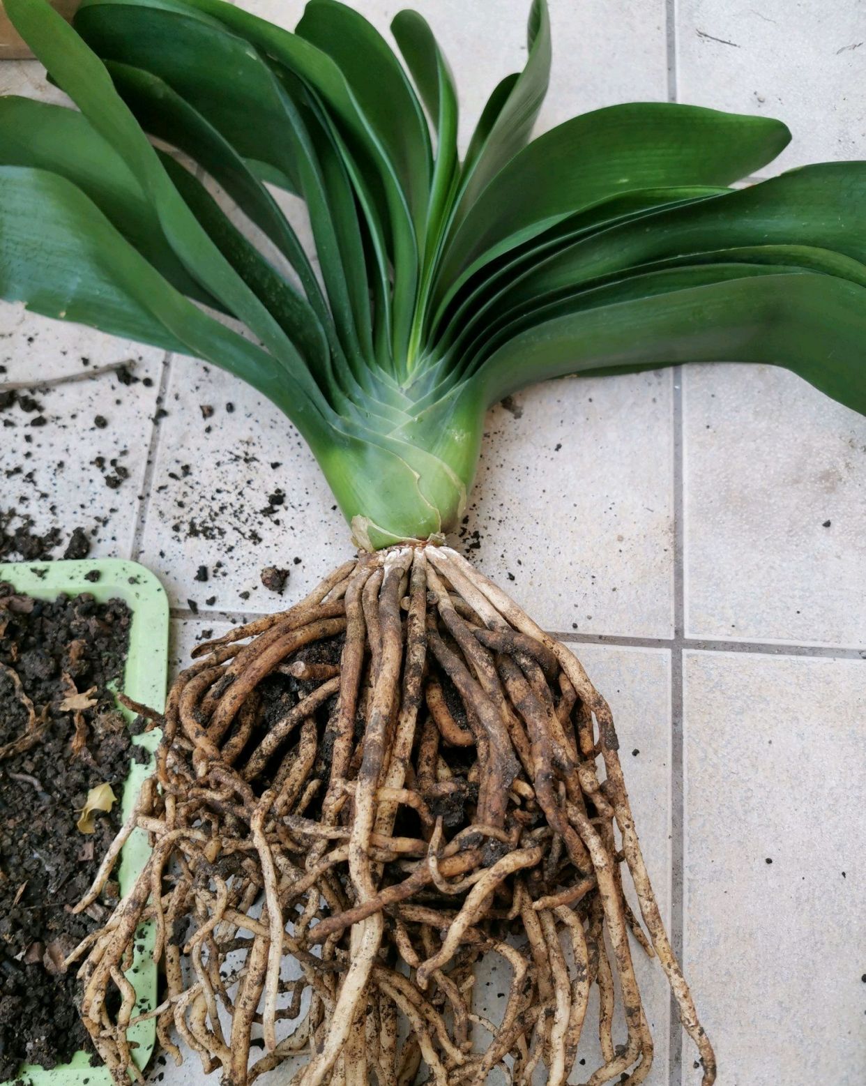 君子兰根系旺盛需要平齐断根催花吗?做错小心难复壮,先养根壮苗