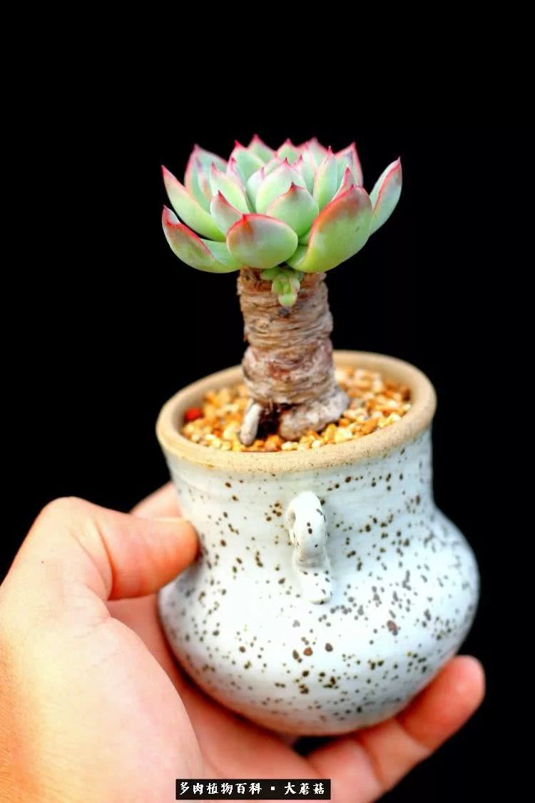 拇指多肉 - 2020年最新商品信息聚合专区 - 百度爱采购