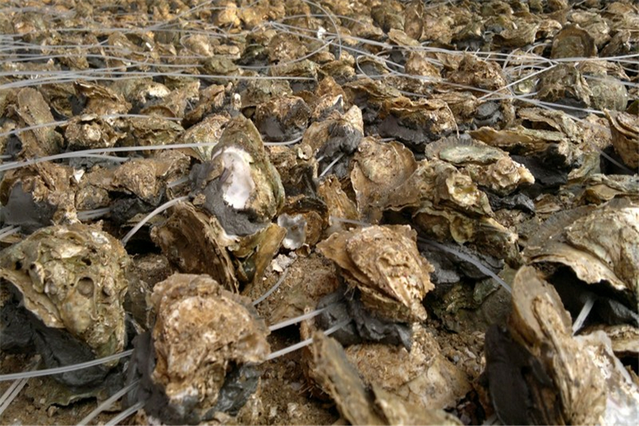 海中的牛奶牡蛎,学会对苗种进行鉴别,才能选出更好的苗种