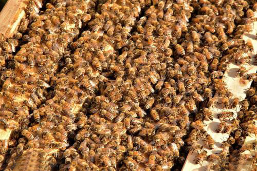 篇17：合并蜂群有诀窍，科学养蜂更靠谱！