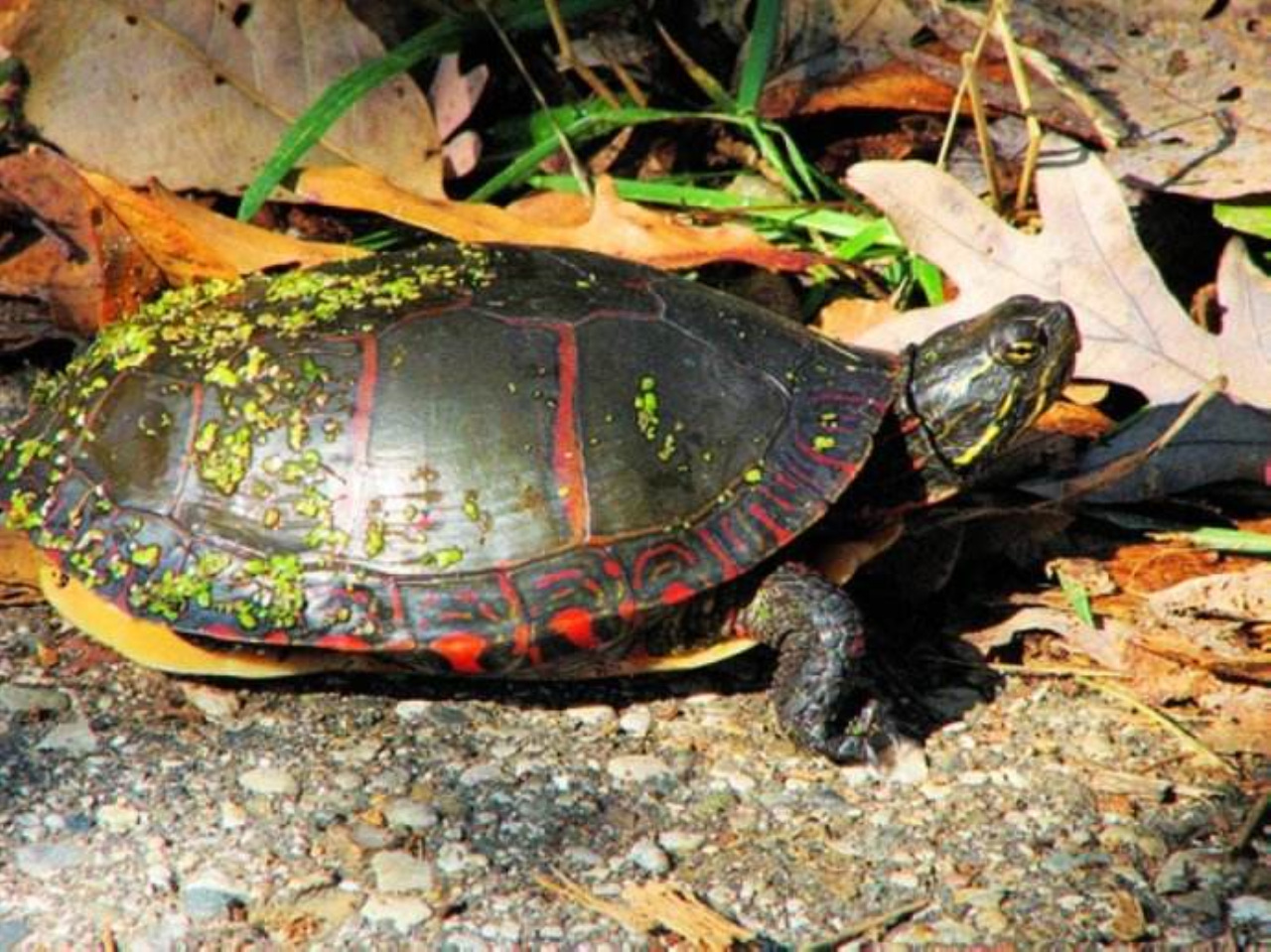 乌龟饲养,中部锦龟的生活习性与形态特征,小知识分享