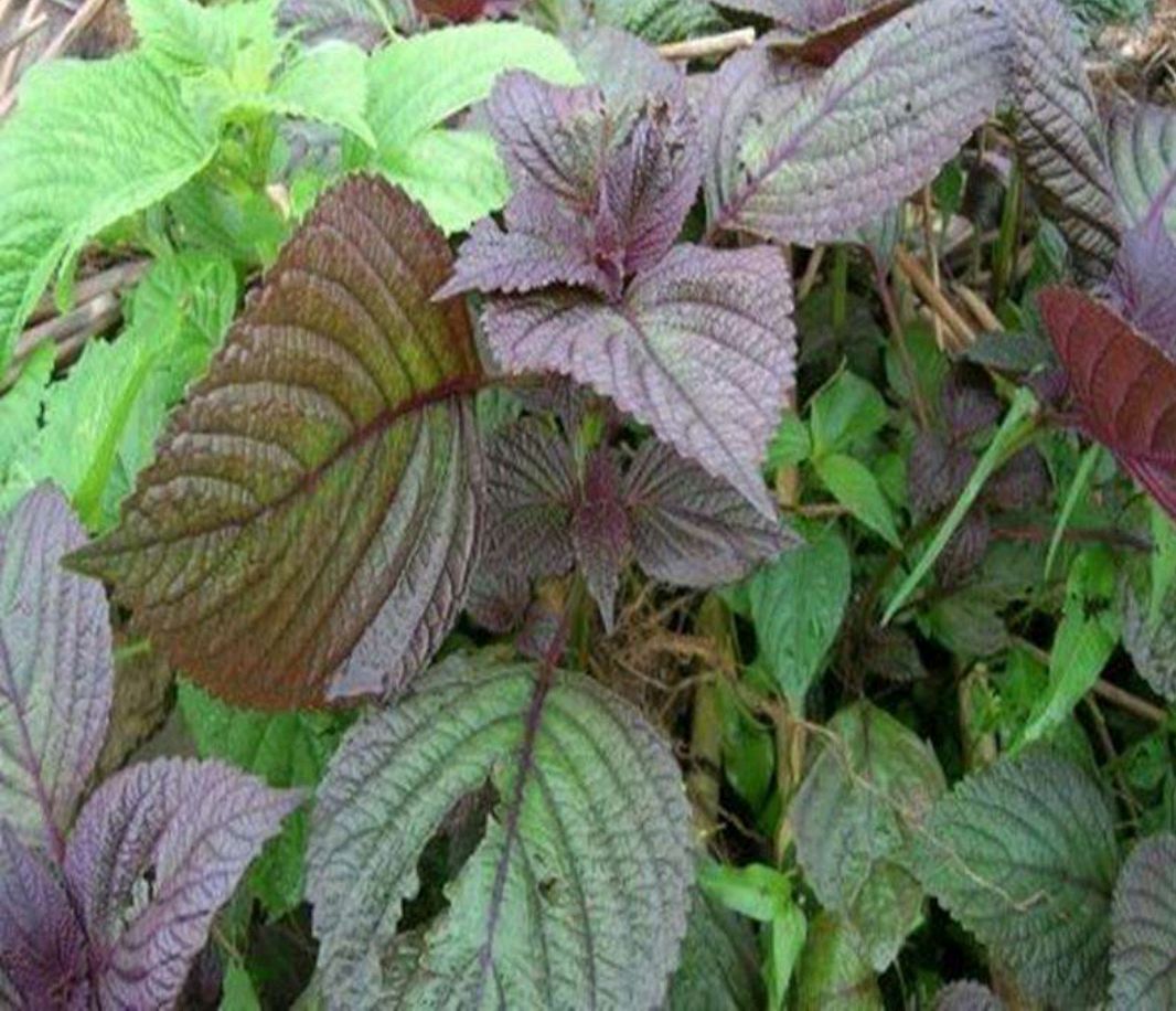 紫蘇,田間地頭生長的野生植物,可以吃也可以入藥