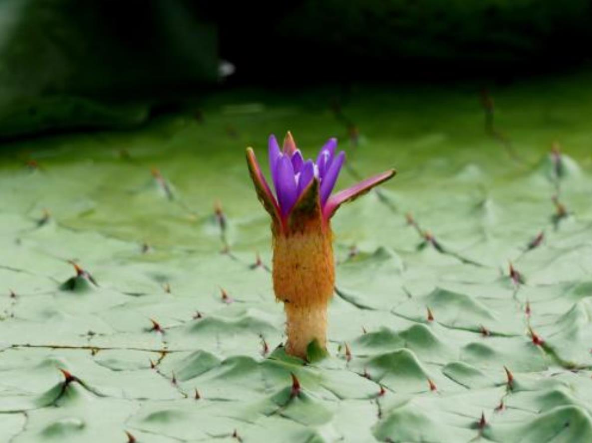 农村这几种长在水下的蔬菜,营养价值丰富,最后一种好多人没见过