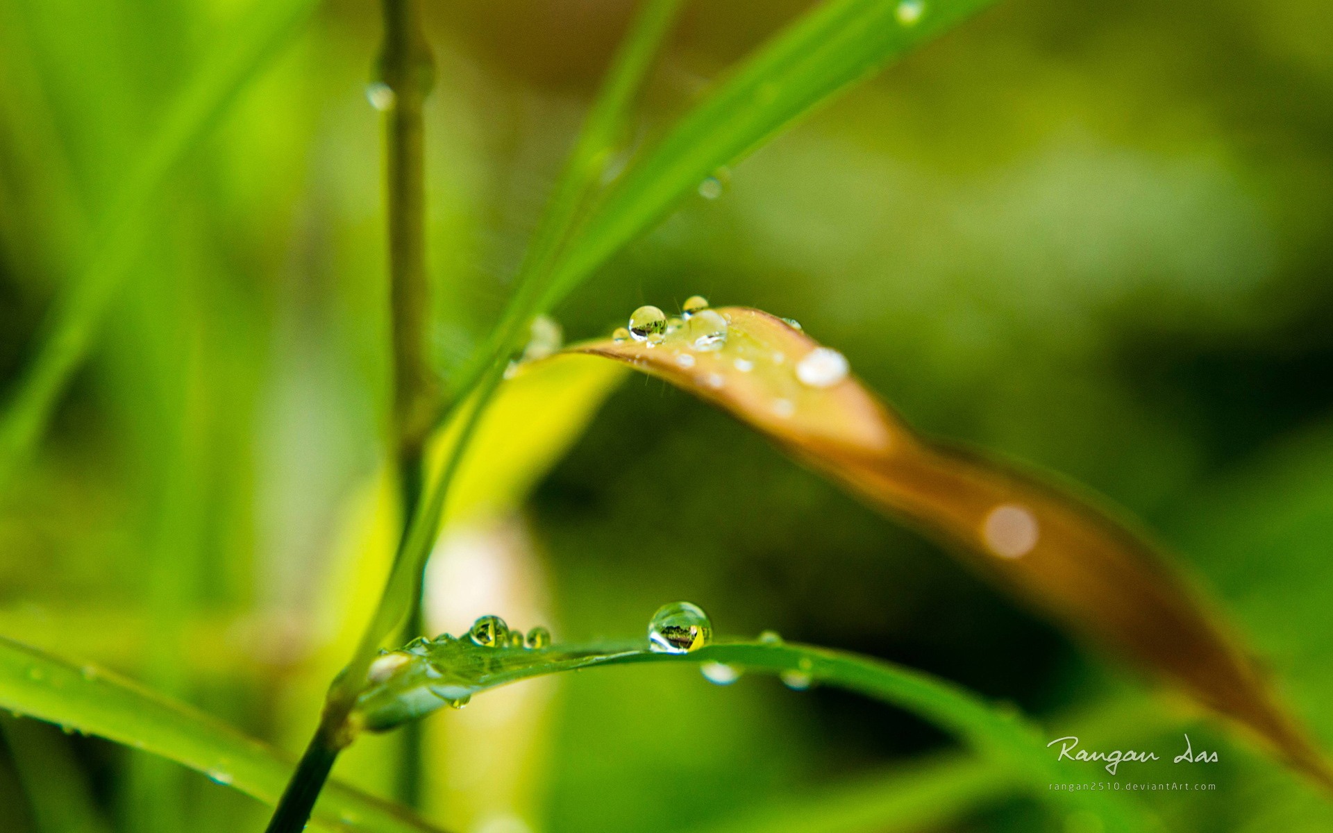 小清新花草上的高清水珠壁纸