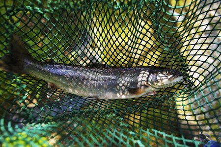 黑毛鱼和白毛鱼,人间难得美味,这样吃更有味