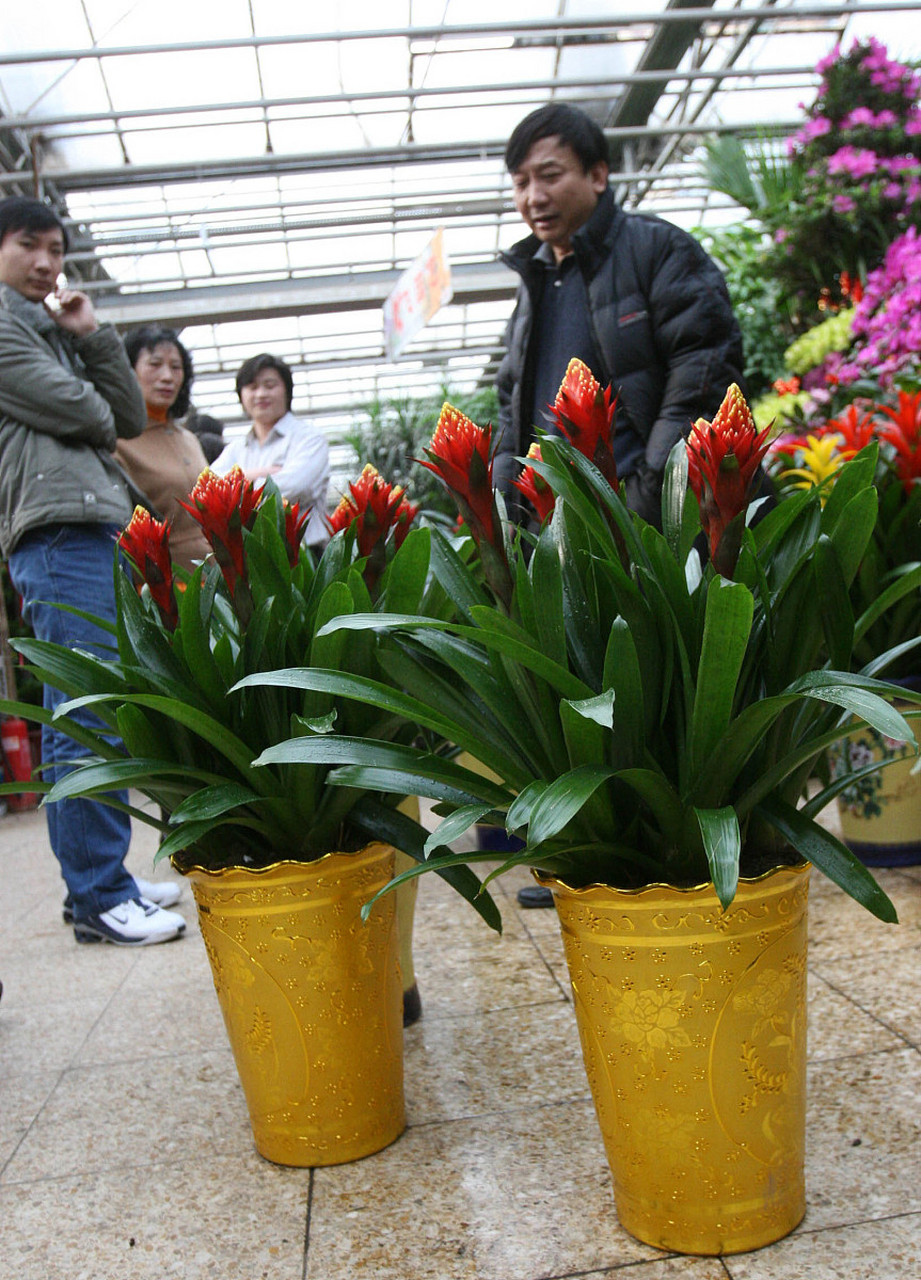 鸿运当头开花后,为了保持其美观和健康,需要进行一些处理.