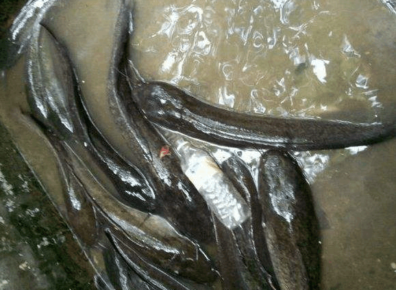 为何农村的臭水沟子,总会有一些鱼?它们从哪来的?