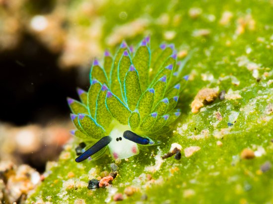 藻类海蛞蝓:快看!它们是一群能够进行光合作用的羊