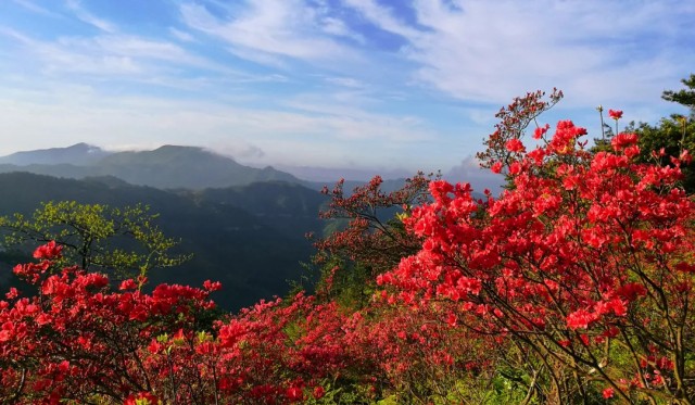 磐安杜鹃花什么时候开图片