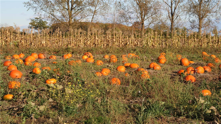 种植的南瓜,吃起来硬而且产量低,是什么原因?